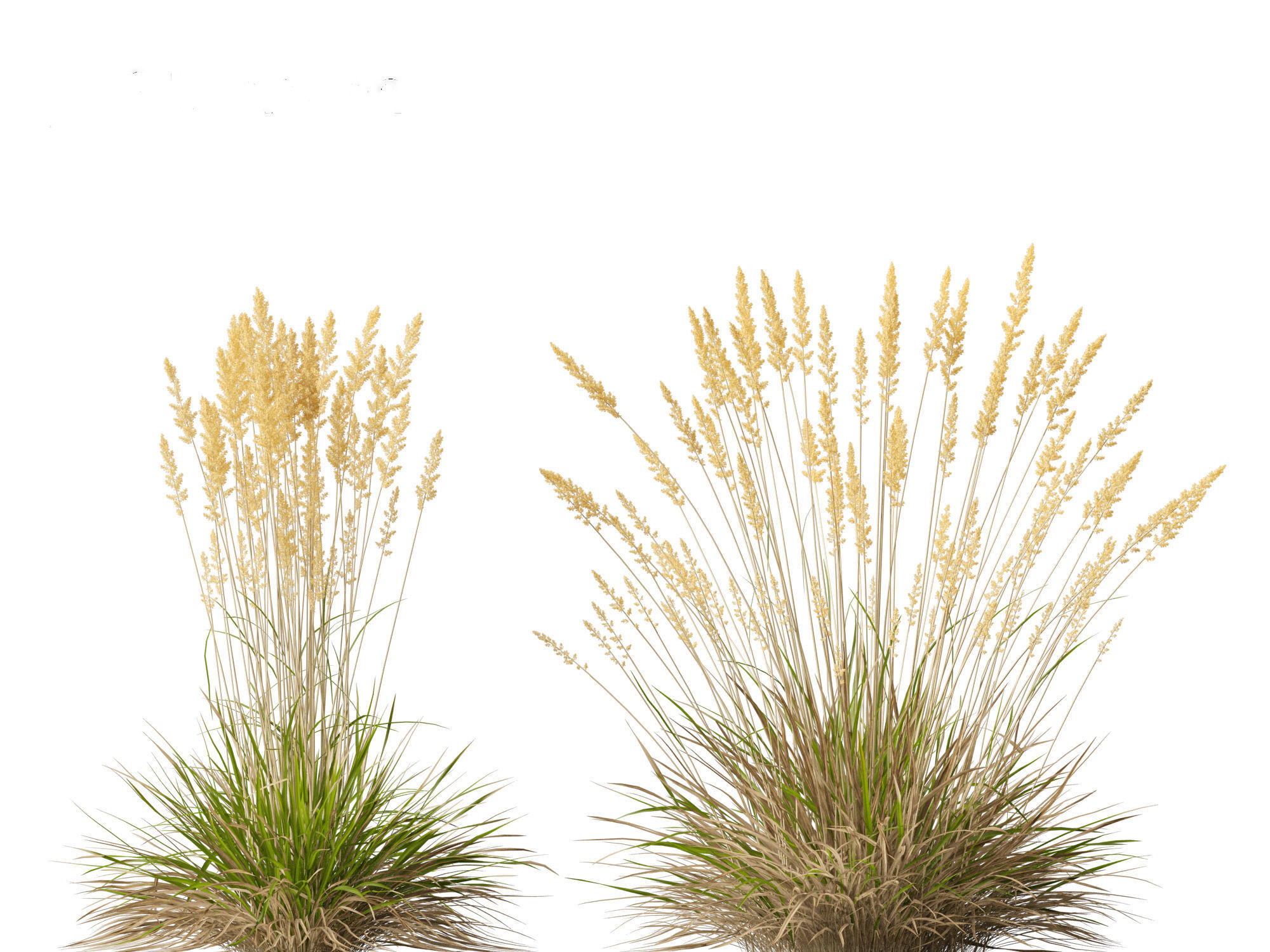 Koeleria macrantha - Prairie junegrass 3D model_12