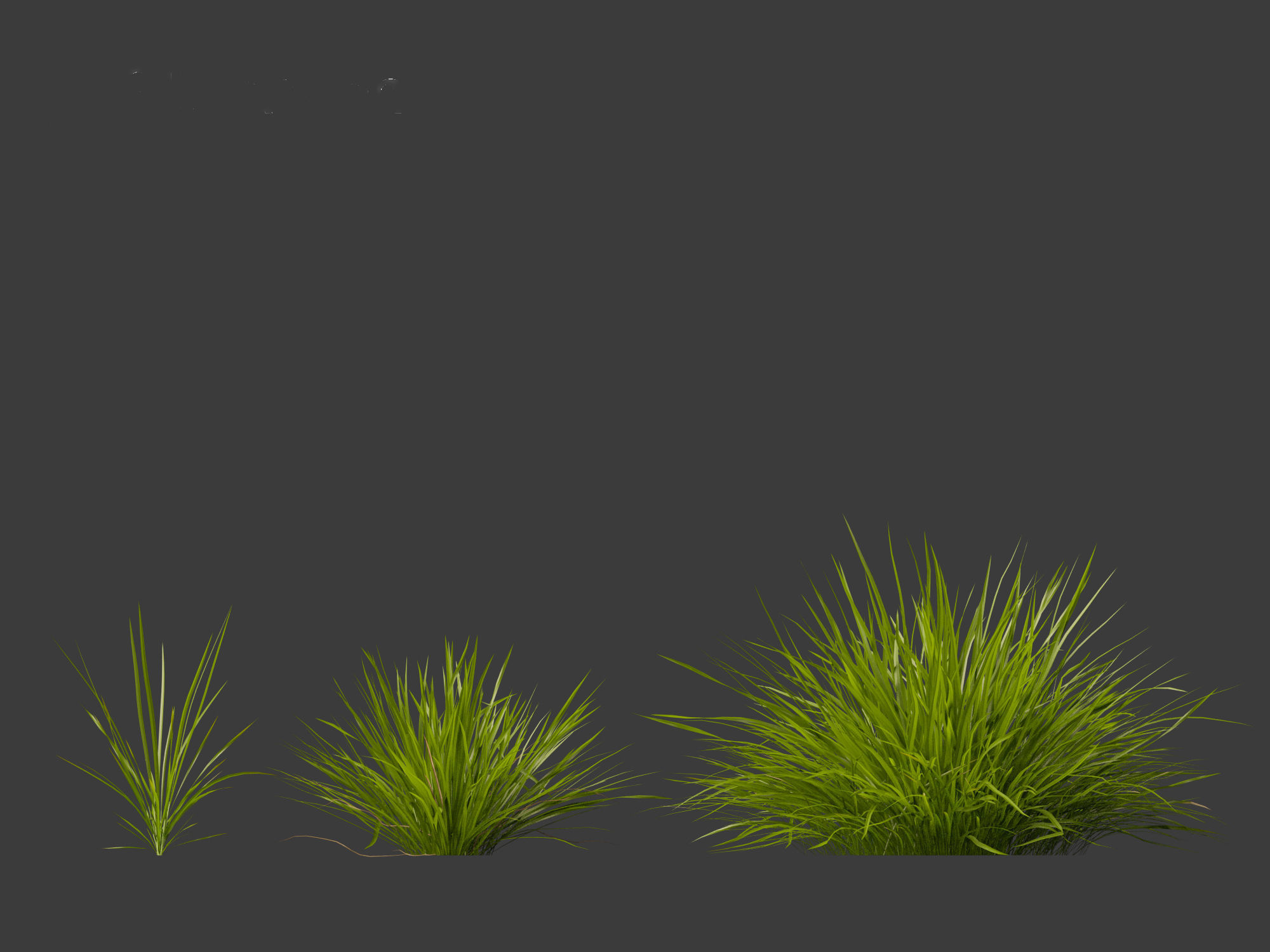 Koeleria macrantha - Prairie junegrass 3D model_6