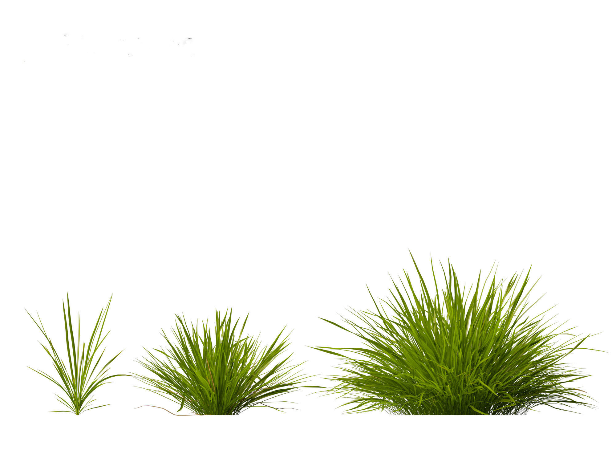 Koeleria macrantha - Prairie junegrass 3D model_7