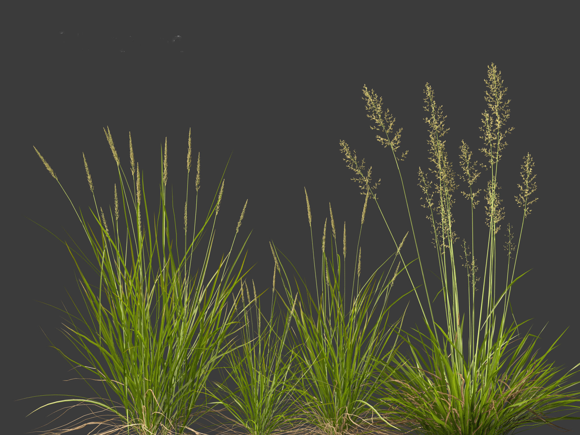 Koeleria macrantha - Prairie junegrass 3D model_3