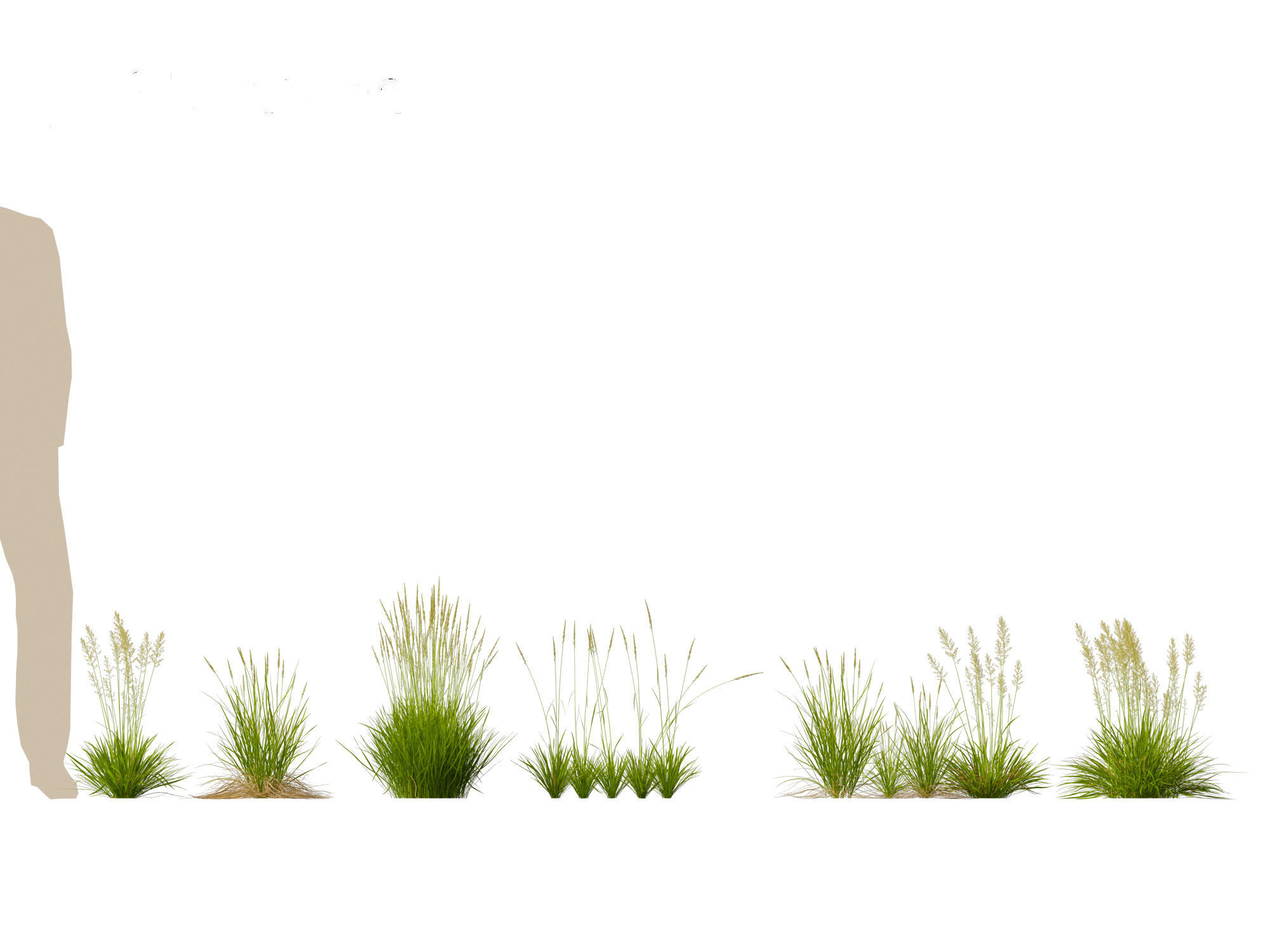 Koeleria macrantha - Prairie junegrass 3D model_8