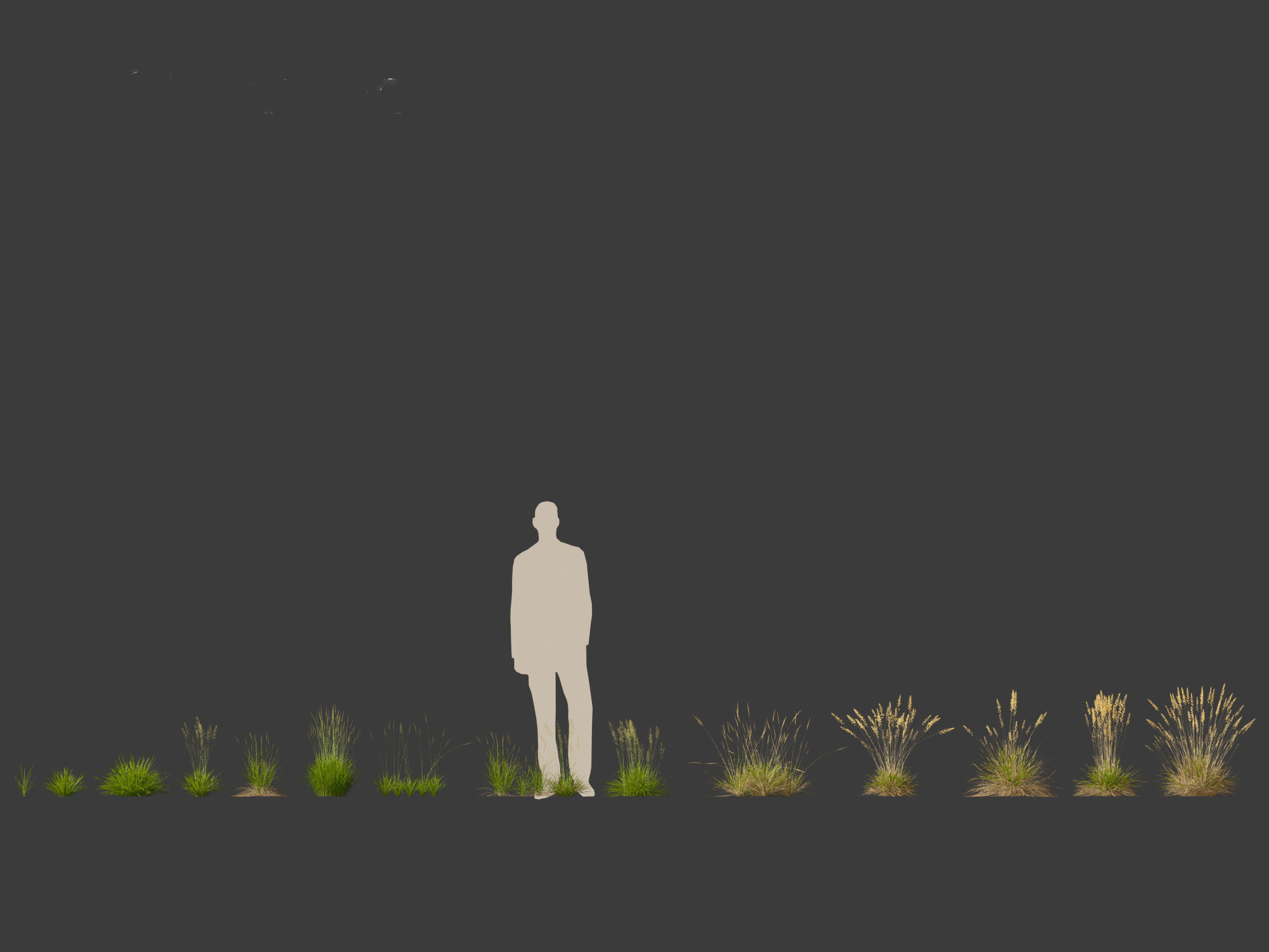 Koeleria macrantha - Prairie junegrass 3D model_5