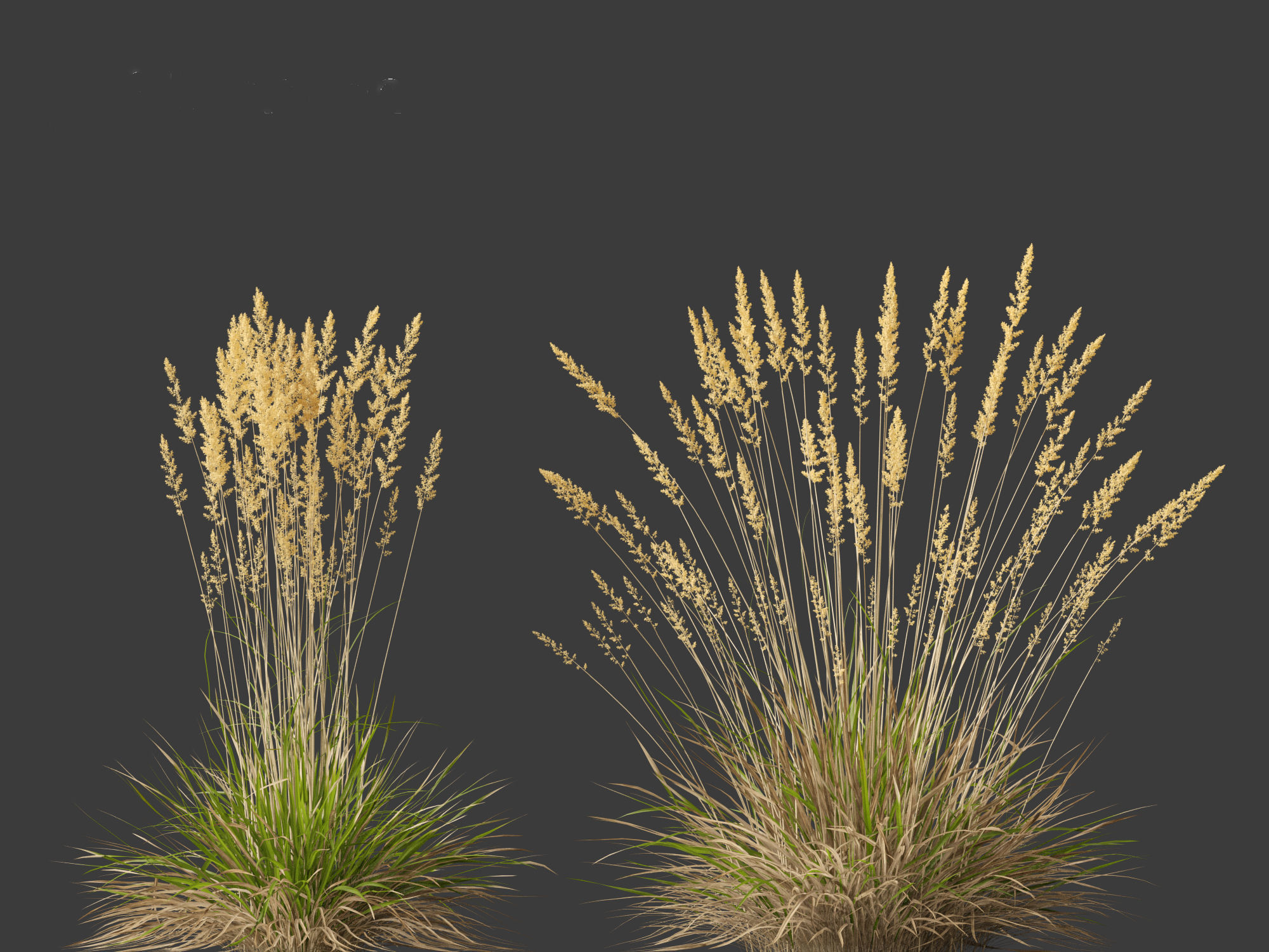 Koeleria macrantha - Prairie junegrass 3D model_2