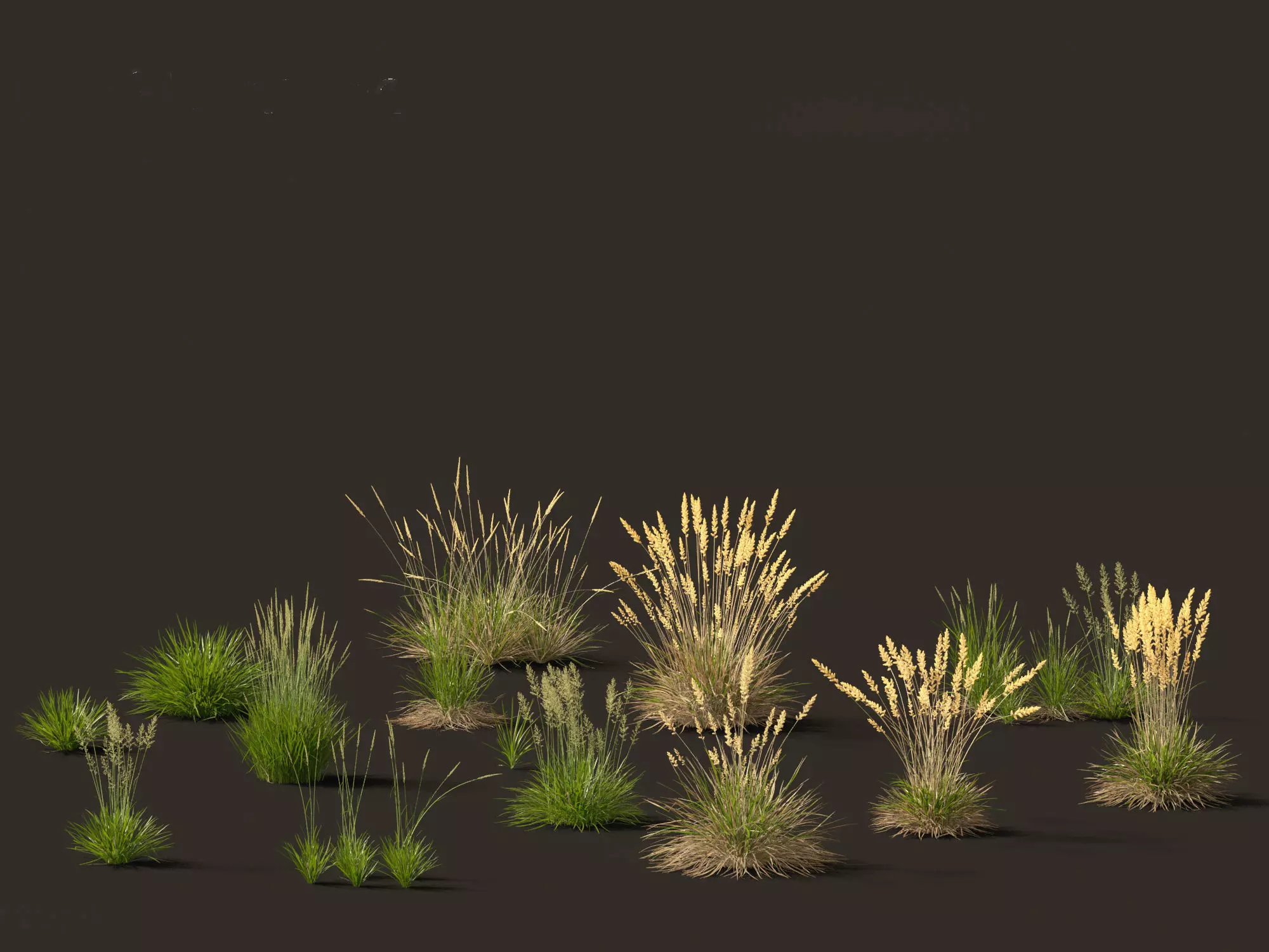 Koeleria macrantha - Prairie junegrass 3D model_0
