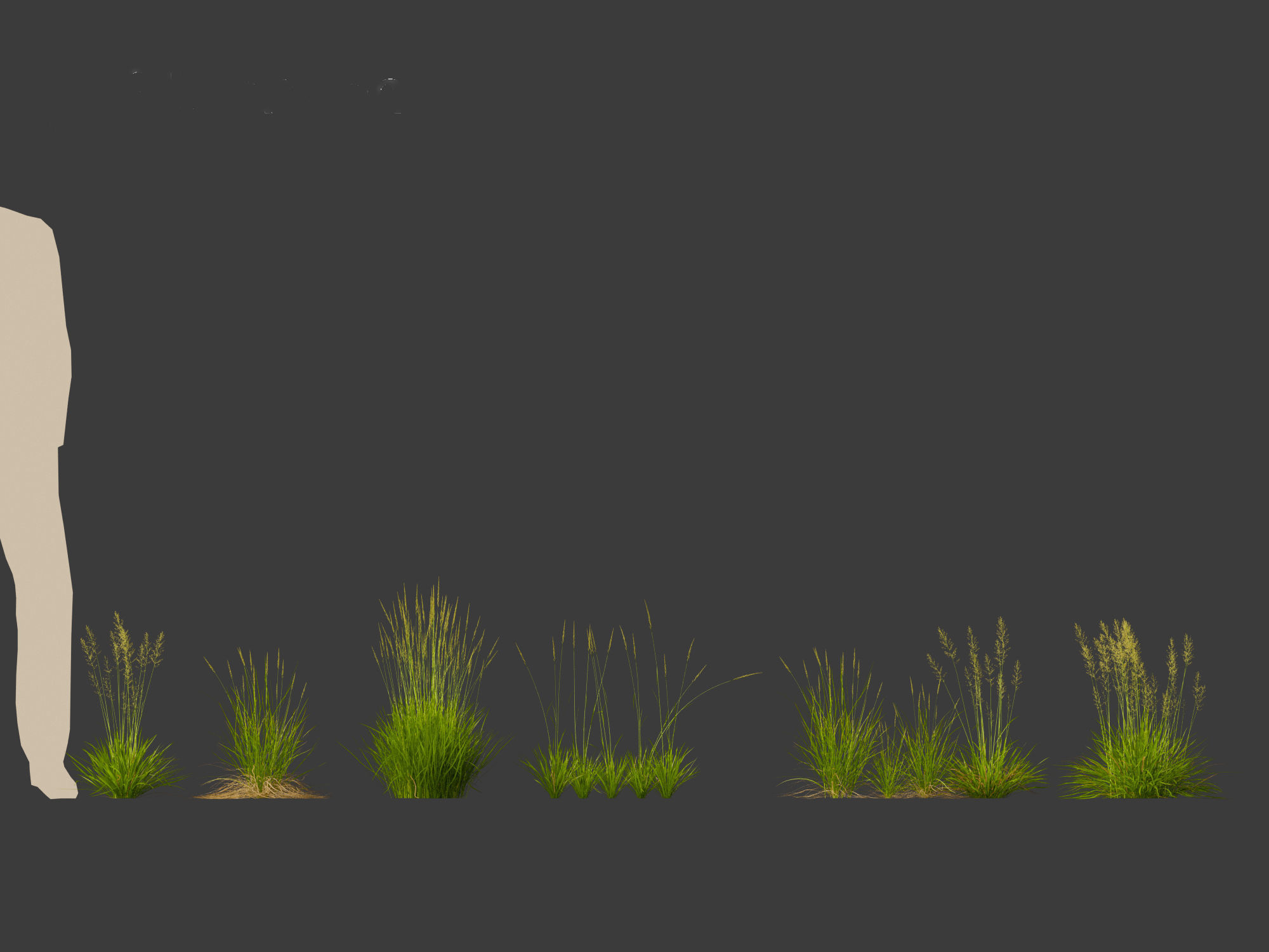Koeleria macrantha - Prairie junegrass 3D model_9