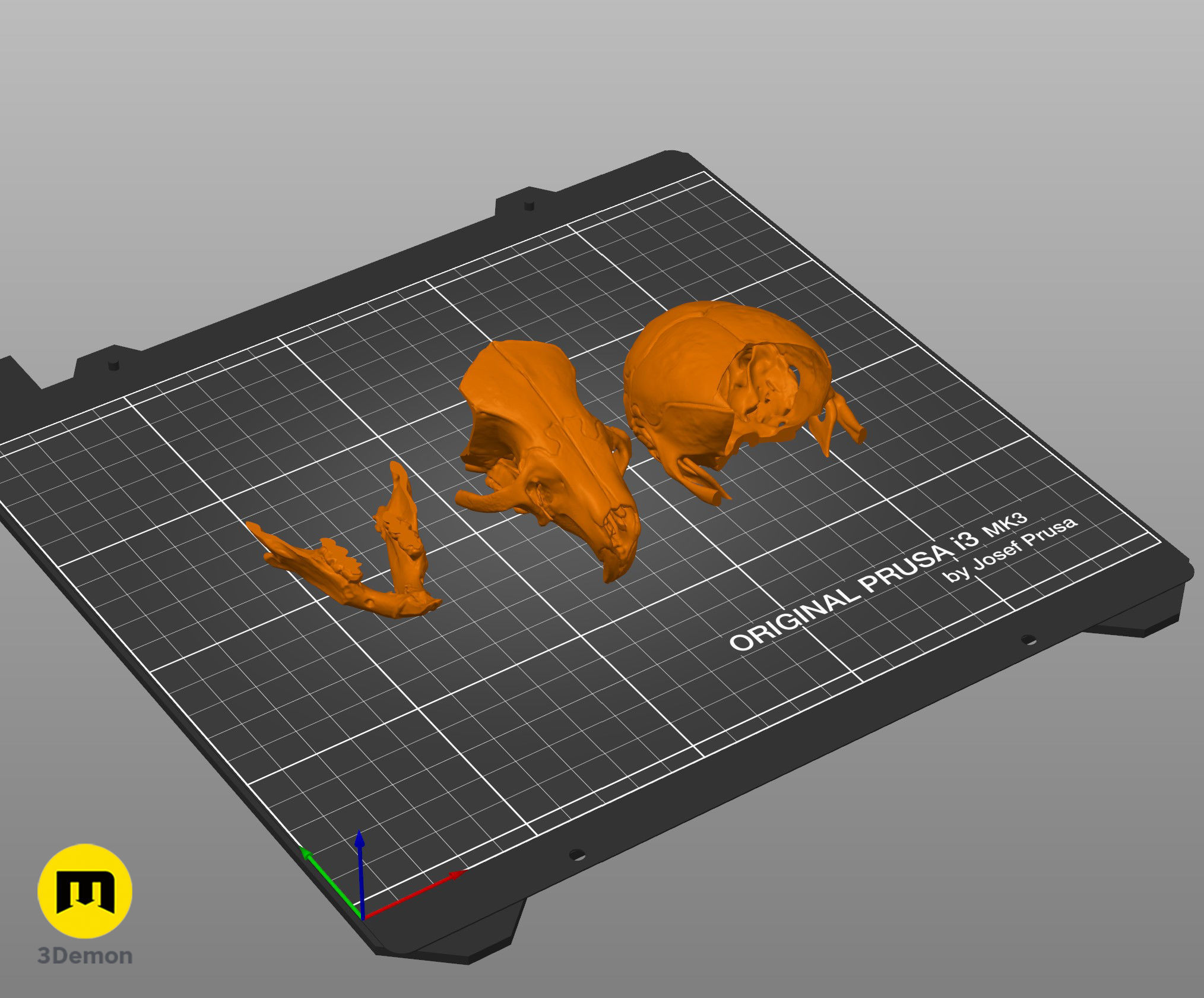 Realistic Animal Skull Collection 3D print model_11