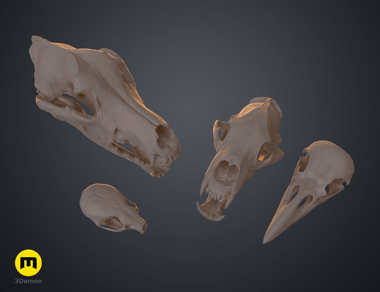 Realistic Animal Skull Collection 3D print model_17