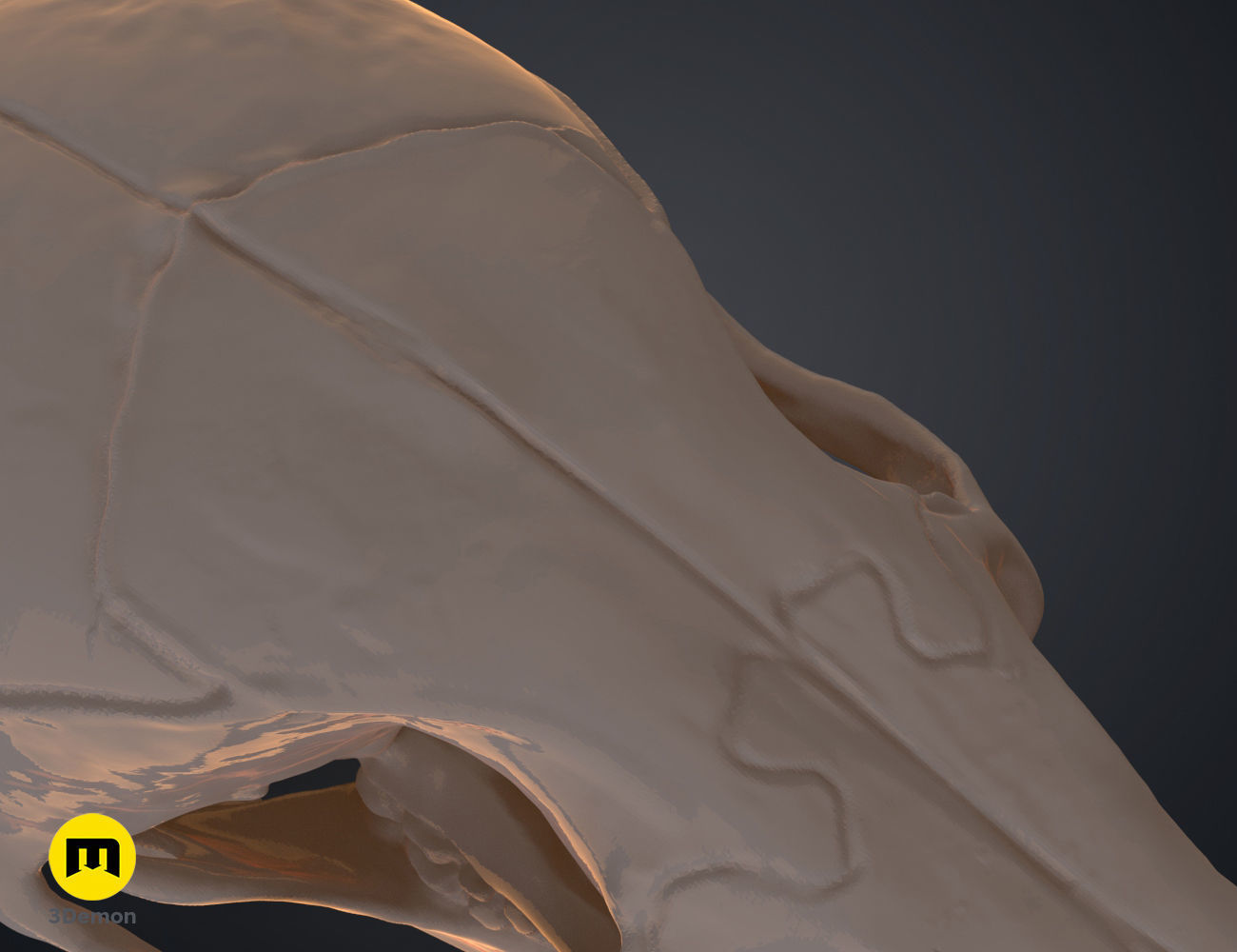 Realistic Animal Skull Collection 3D print model_14