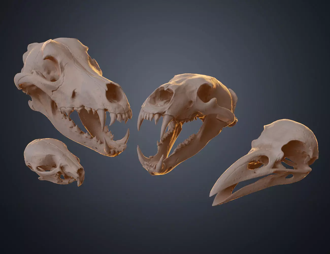 Realistic Animal Skull Collection 3D print model_0