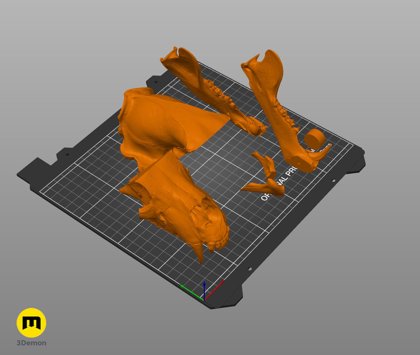 Realistic Animal Skull Collection 3D print model_12