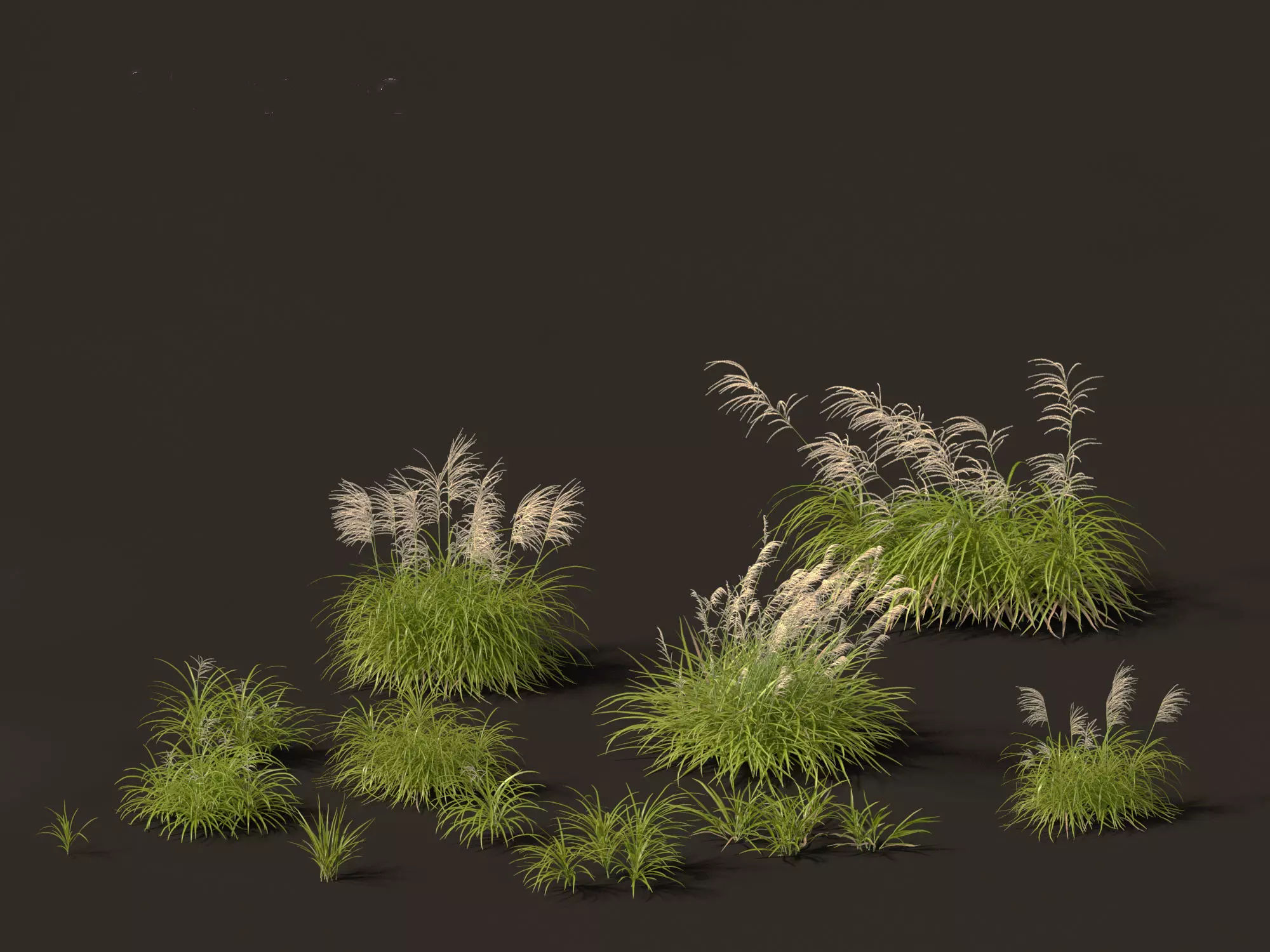 Miscanthus flavidus - Zebra grass 3D model_0