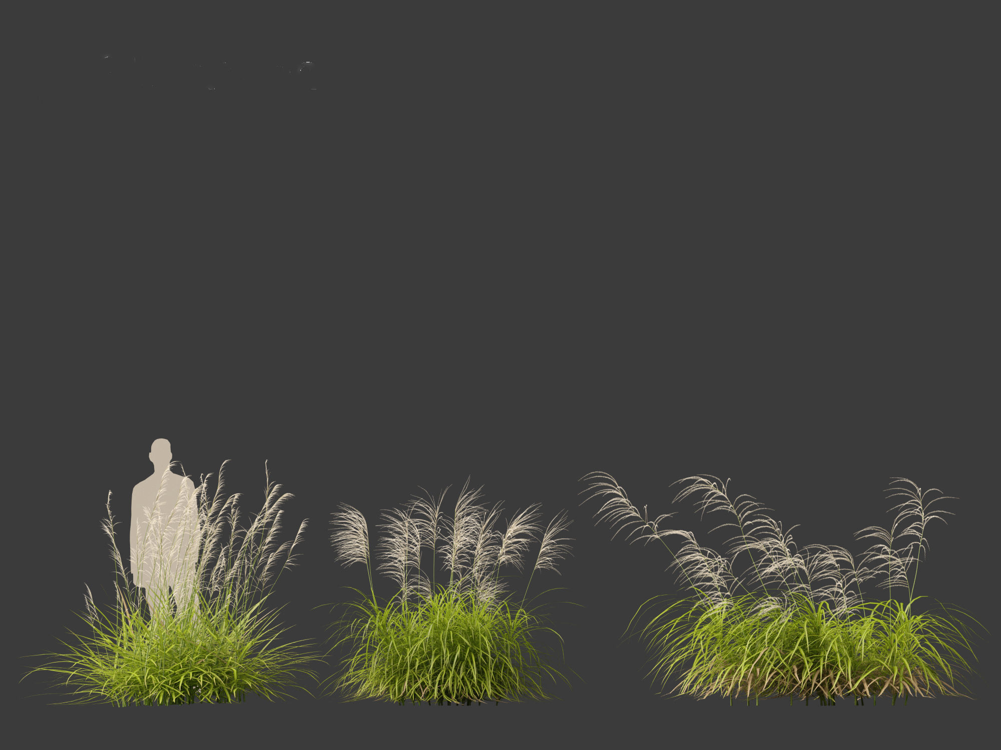 Miscanthus flavidus - Zebra grass 3D model_6