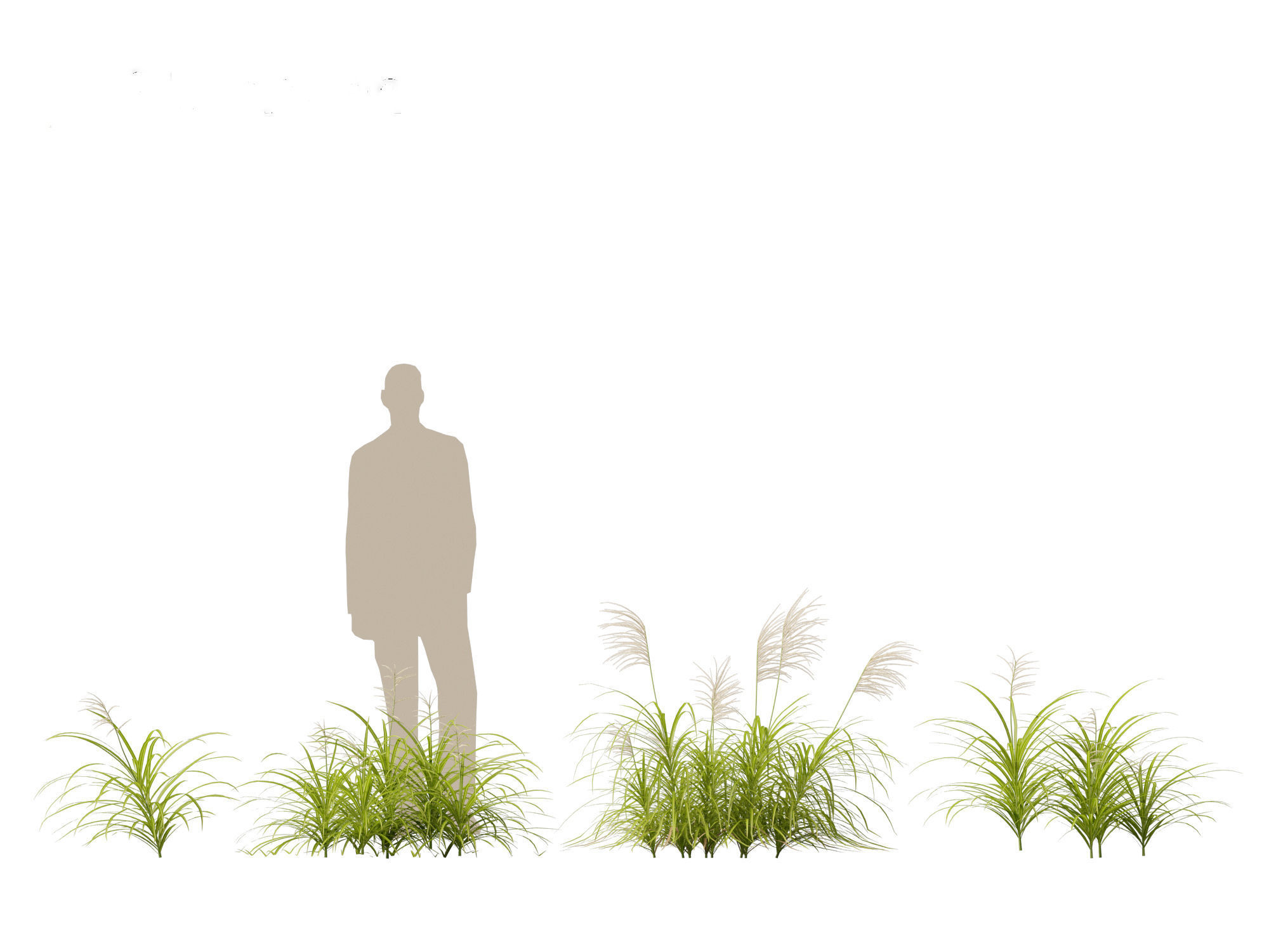 Miscanthus flavidus - Zebra grass 3D model_2