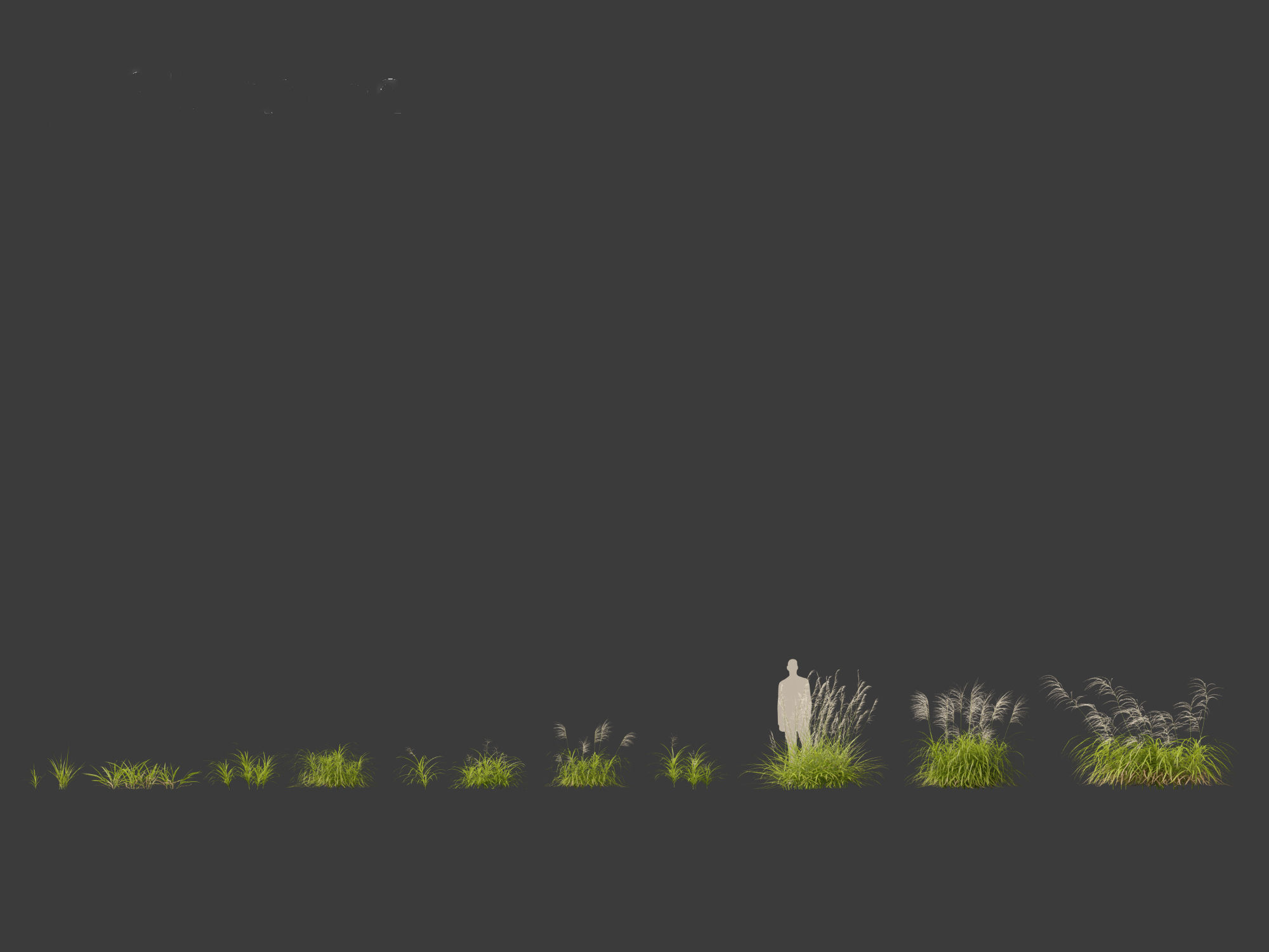 Miscanthus flavidus - Zebra grass 3D model_10