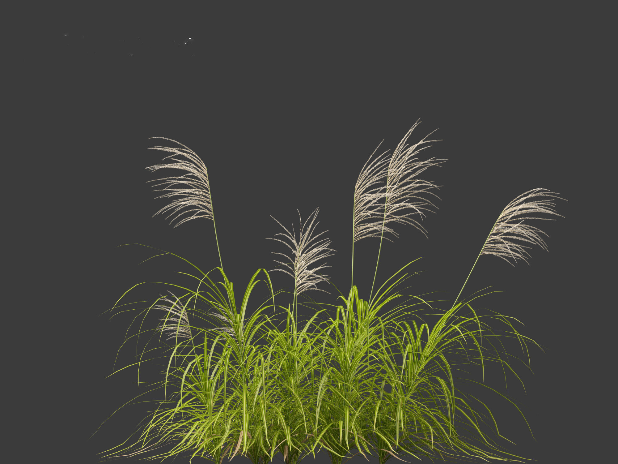 Miscanthus flavidus - Zebra grass 3D model_7