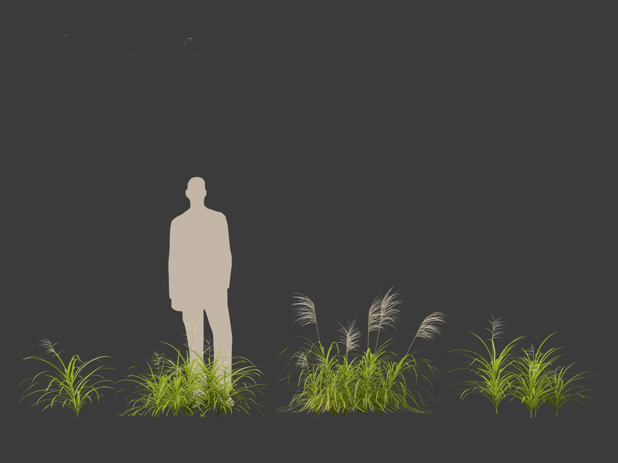 Miscanthus flavidus - Zebra grass 3D model_5