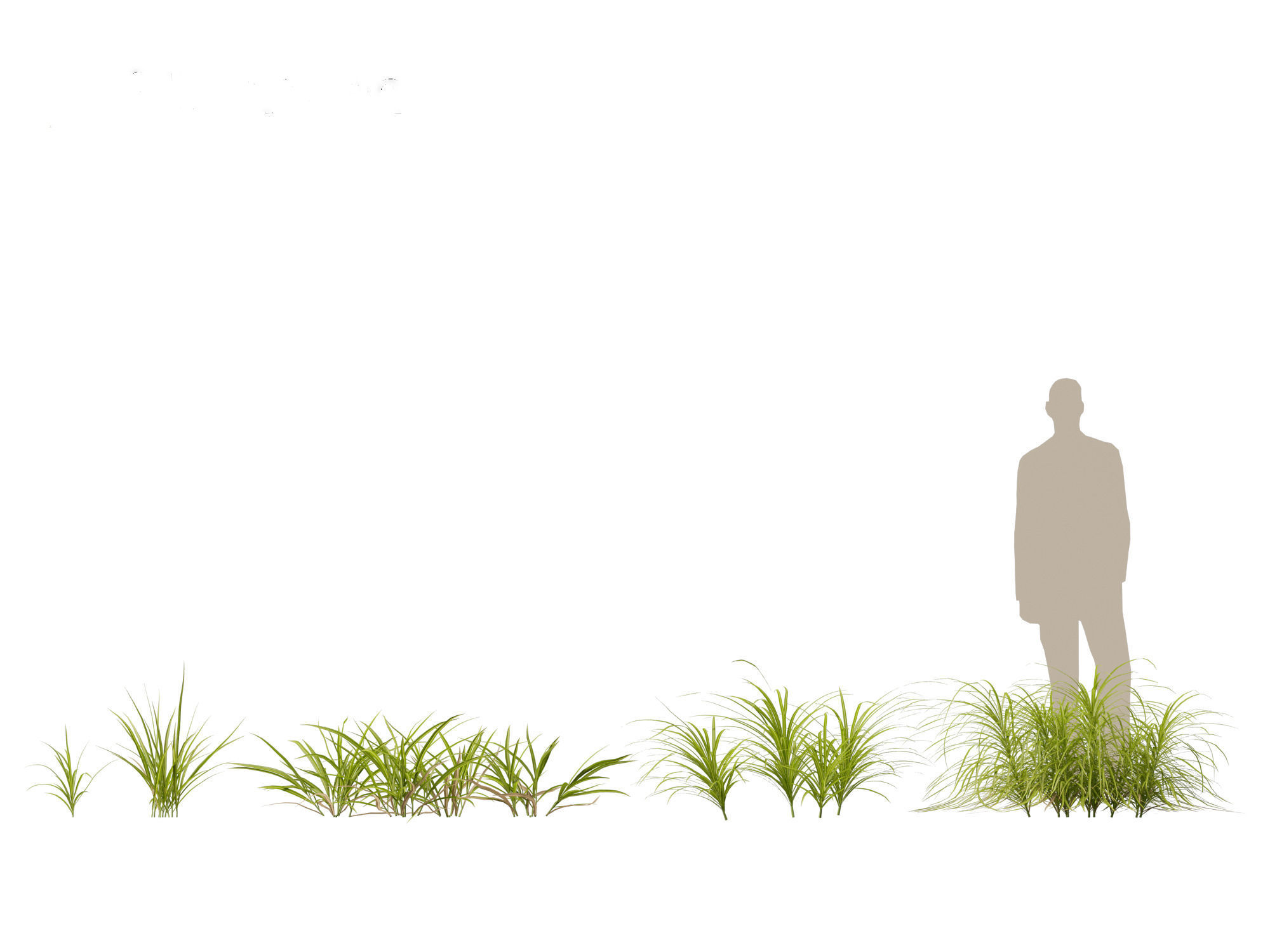 Miscanthus flavidus - Zebra grass 3D model_8