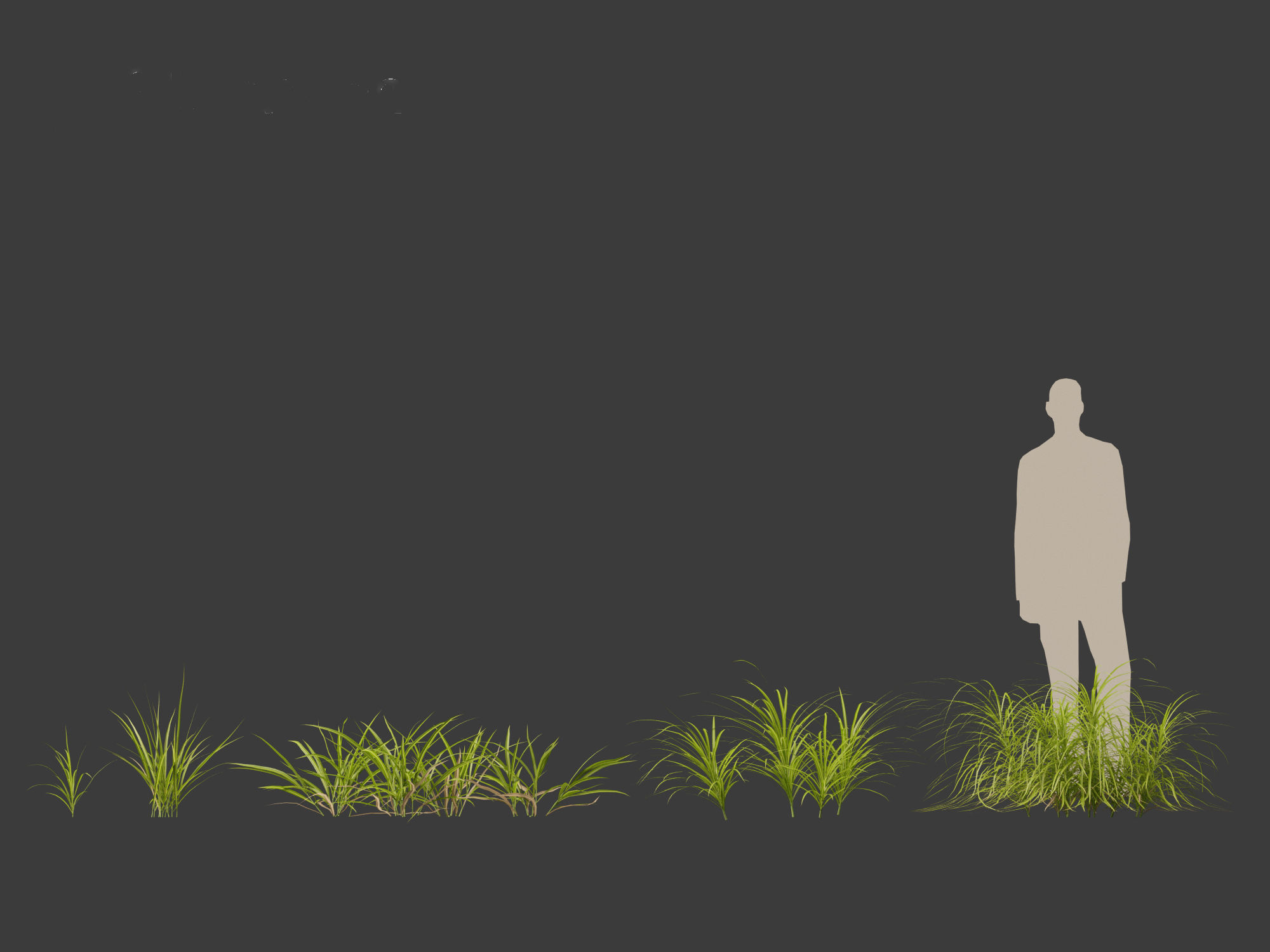 Miscanthus flavidus - Zebra grass 3D model_1