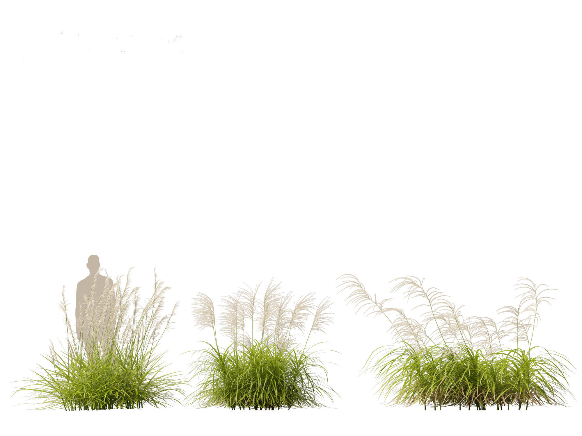 Miscanthus flavidus - Zebra grass 3D model_4