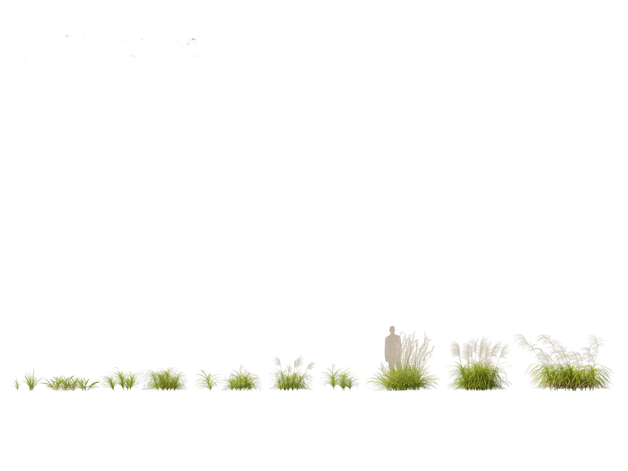 Miscanthus flavidus - Zebra grass 3D model_3