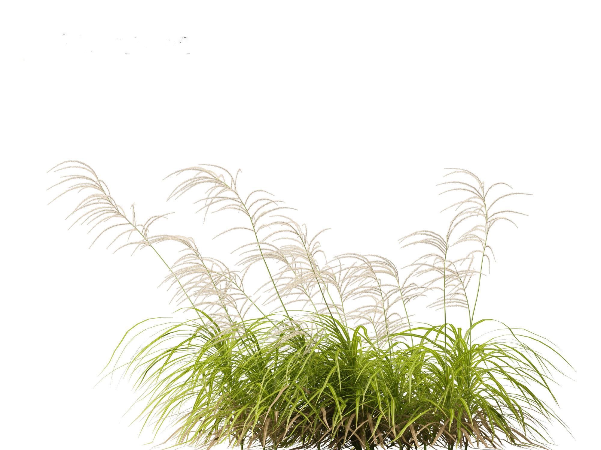 Miscanthus flavidus - Zebra grass 3D model_9