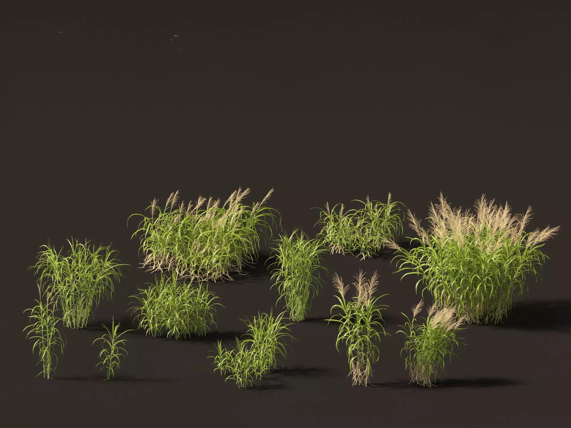 Miscanthus floridulus - Giant Chinese silver grass 3D model