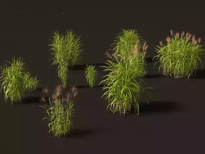 Miscanthus giganteus - Giant miscanthus