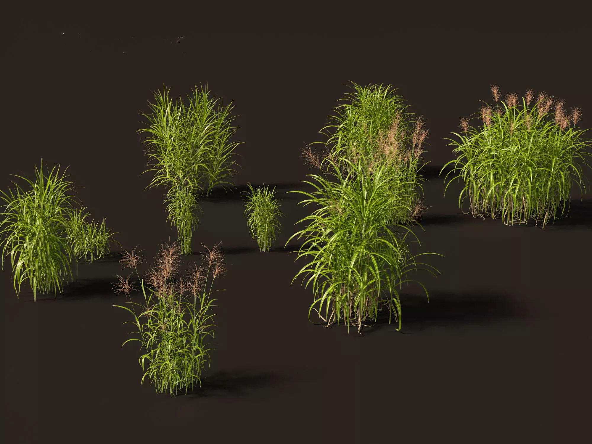 Miscanthus giganteus - Giant miscanthus 3D model
