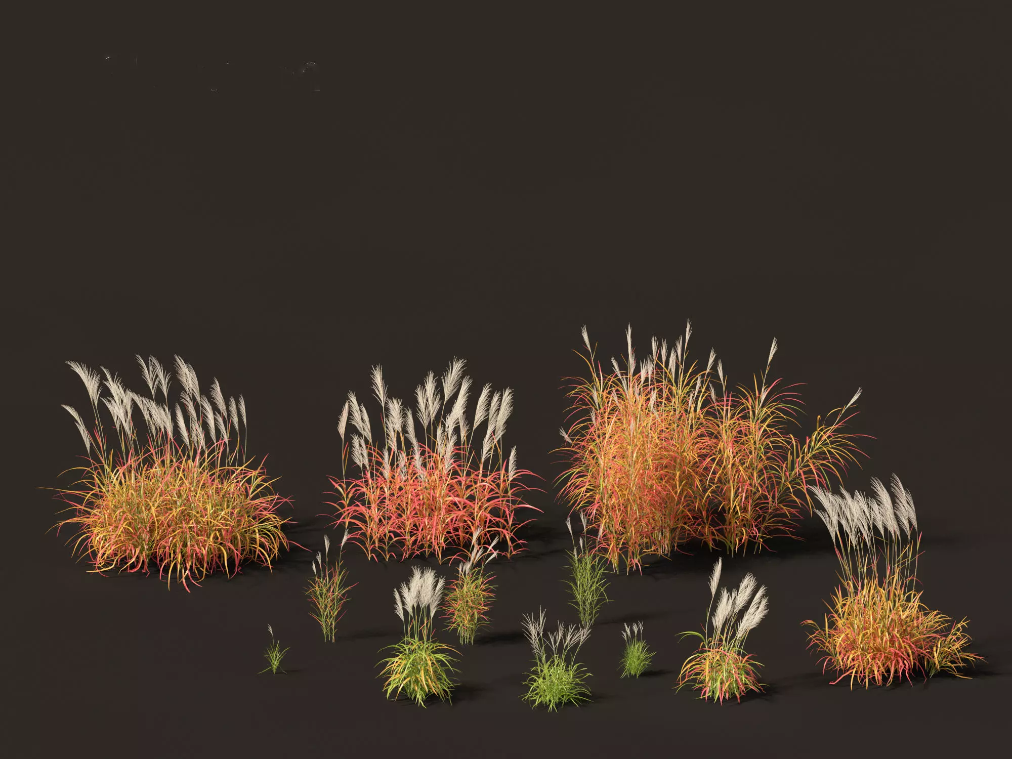 Miscanthus purpurascens - Flame Grass 3D model