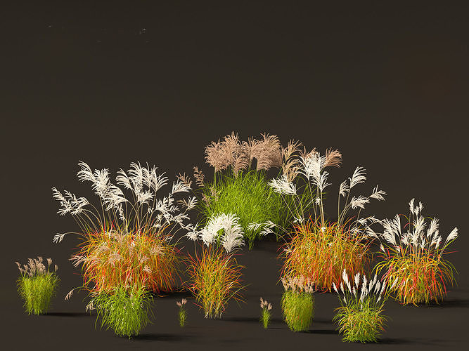 Miscanthus sacchariflorus -  Amur silver grass 3D model
