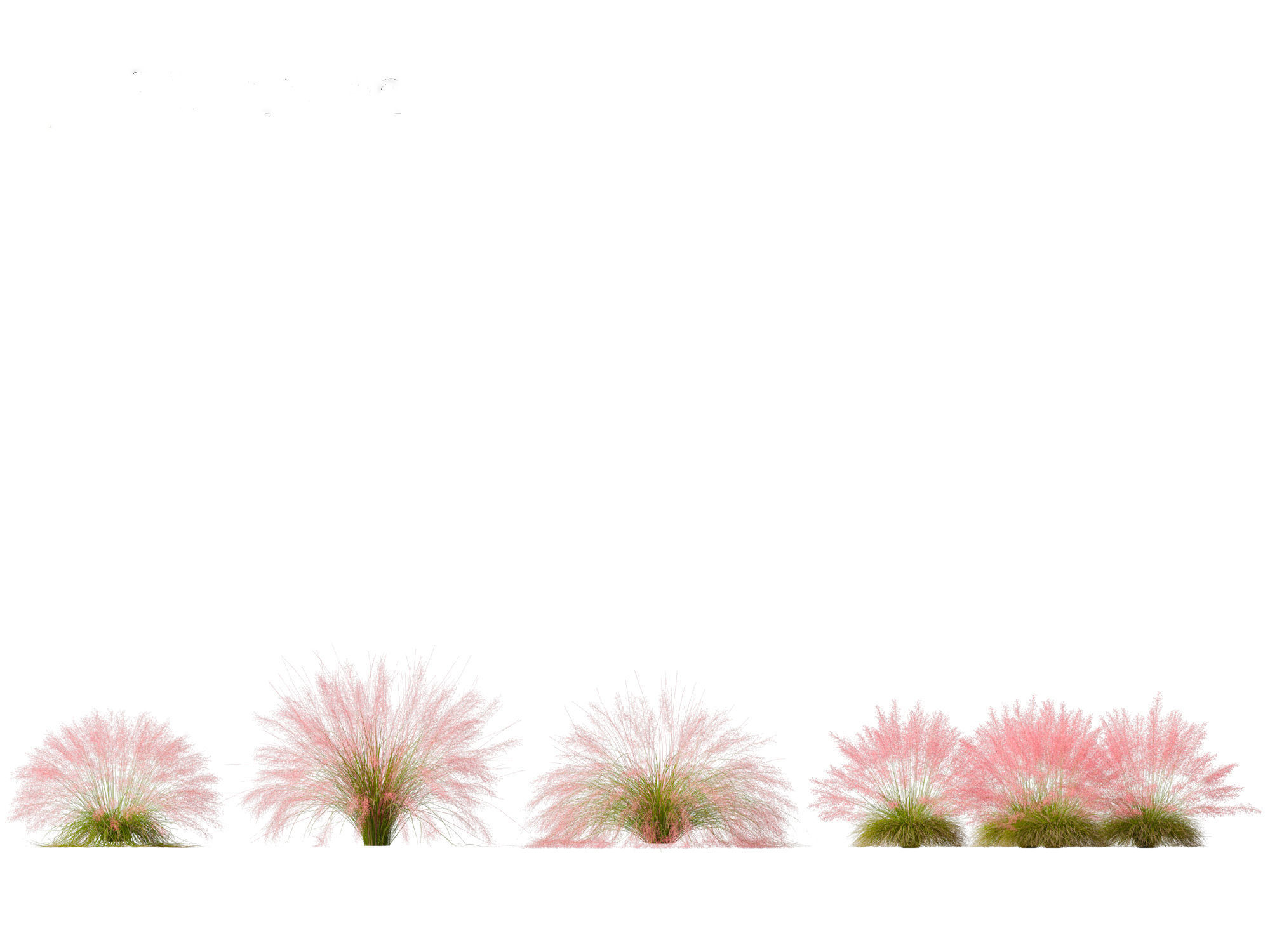 Muhly grass - Pink muhlygrass 3D model_4