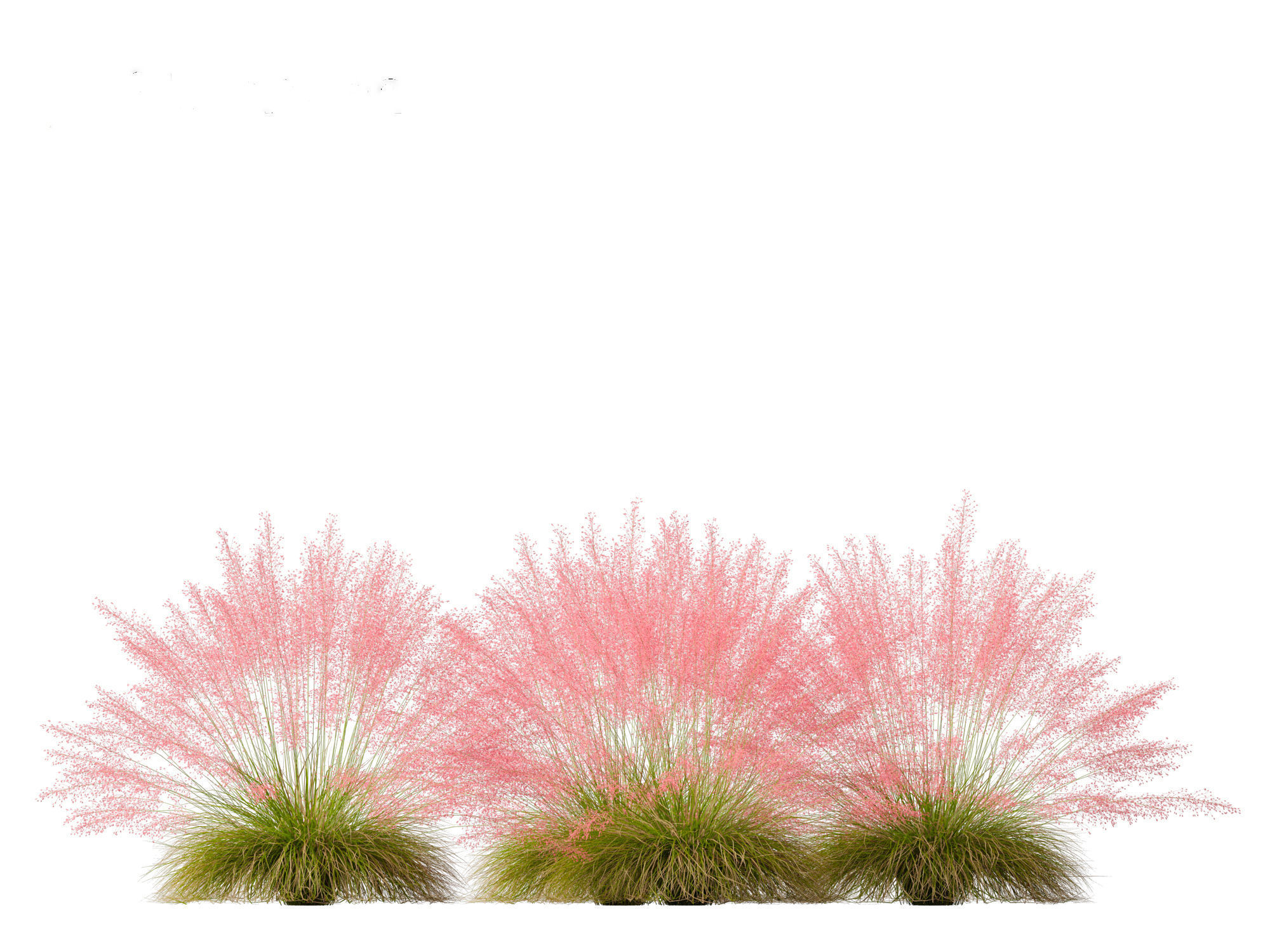Muhly grass - Pink muhlygrass 3D model_6