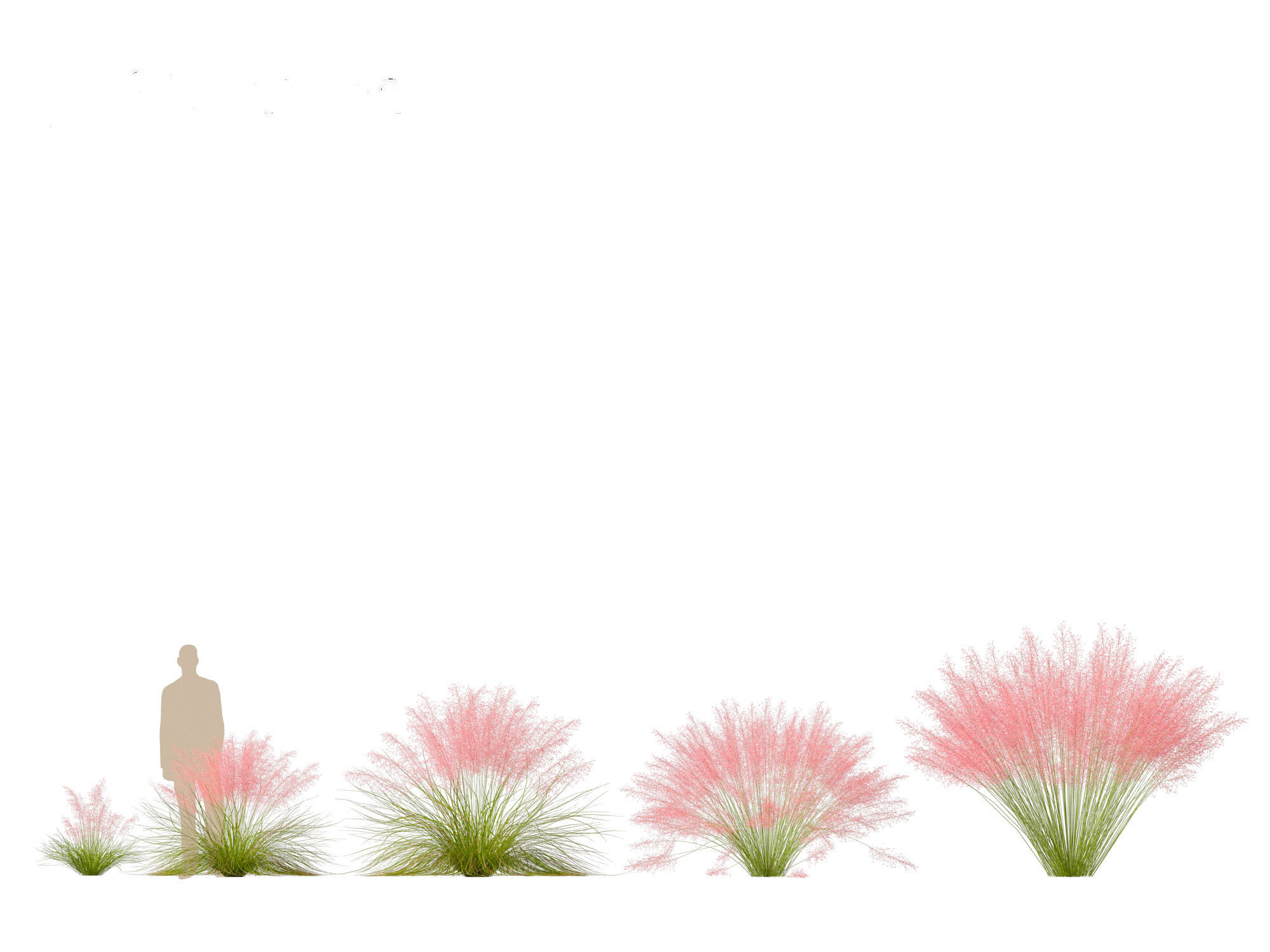 Muhly grass - Pink muhlygrass 3D model_3