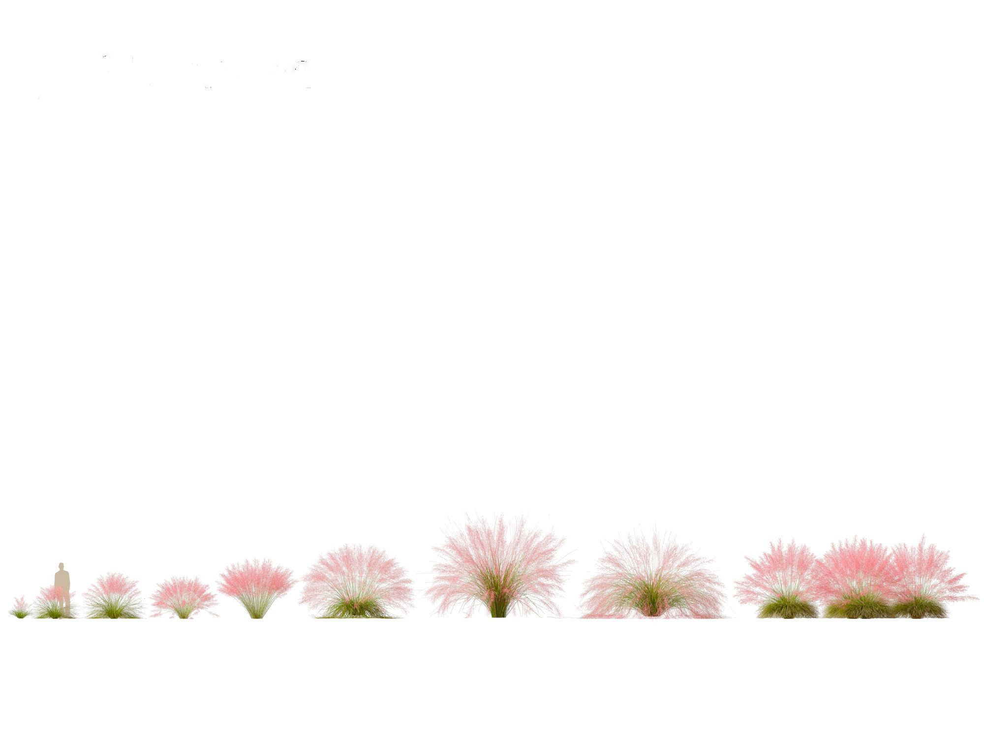 Muhly grass - Pink muhlygrass 3D model_2