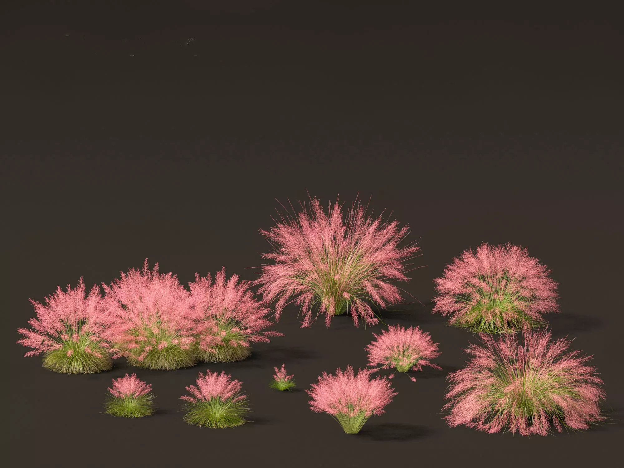 Muhly grass - Pink muhlygrass 3D model_0