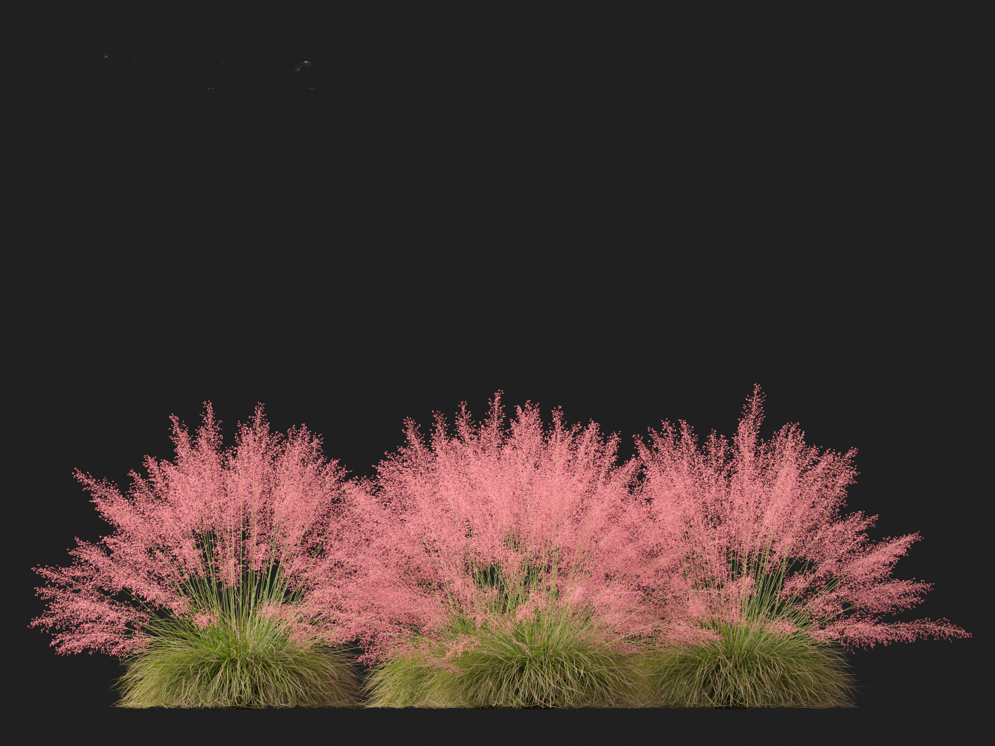 Muhly grass - Pink muhlygrass 3D model_7