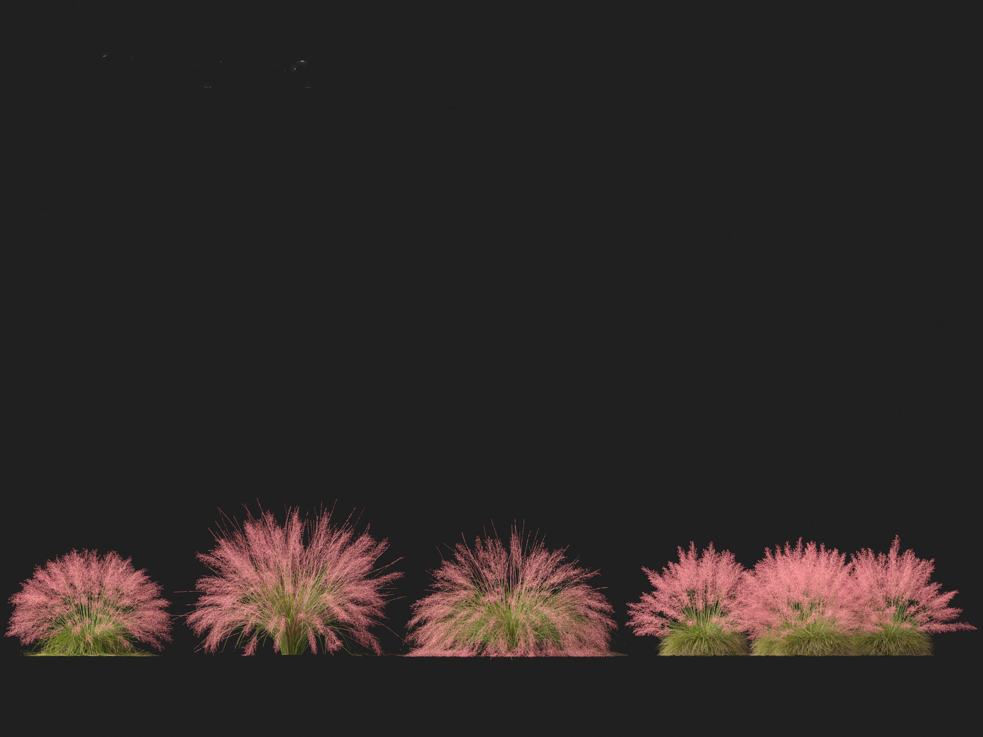 Muhly grass - Pink muhlygrass 3D model_5