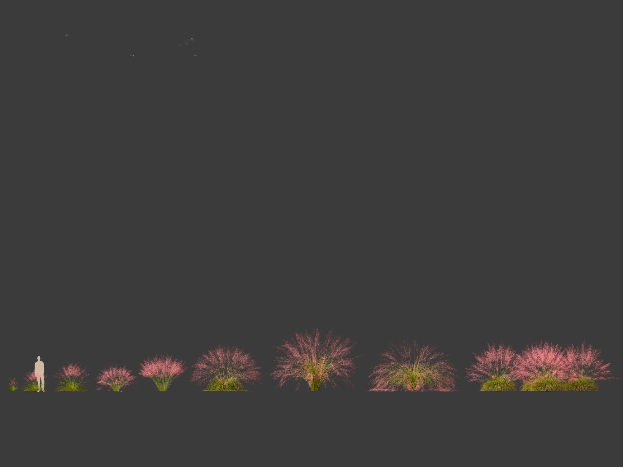 Muhly grass - Pink muhlygrass 3D model_1