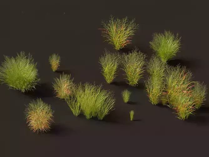 Panicum virgatum - Switch grass 3D model