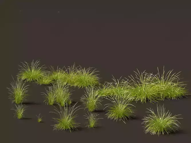 Pennisetum orientale - Oriental Fountain Grass