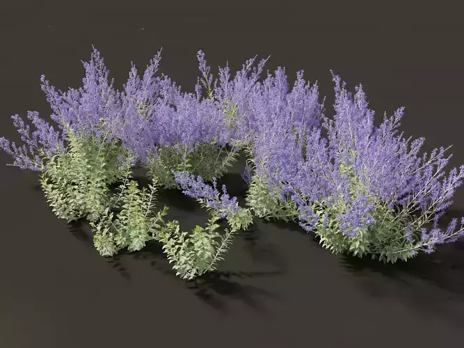 Perovskia atriplicifolia - Russian sage 3D model