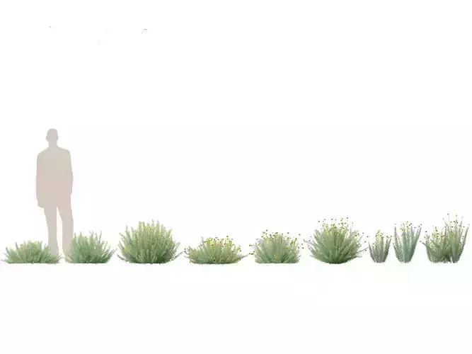 Santolina rosmarinifolia - Holy Flax