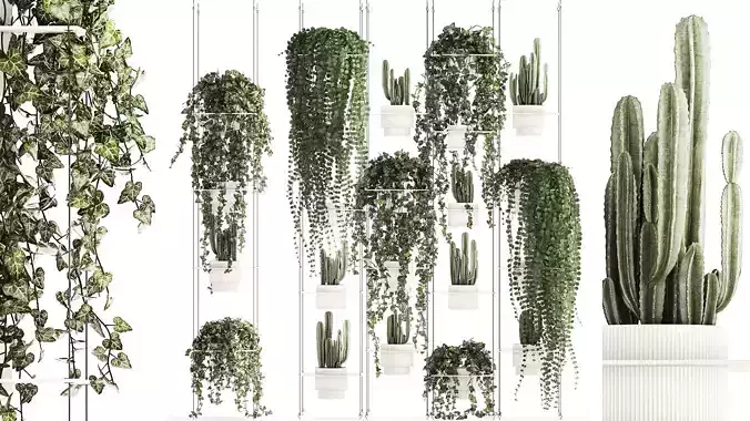 Hanging shelf with ivy cereus cactus hanging plants 1423