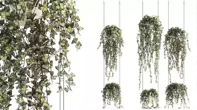 Shelf hanging on cables with ivy Hedera hanging plants 1424 3D model