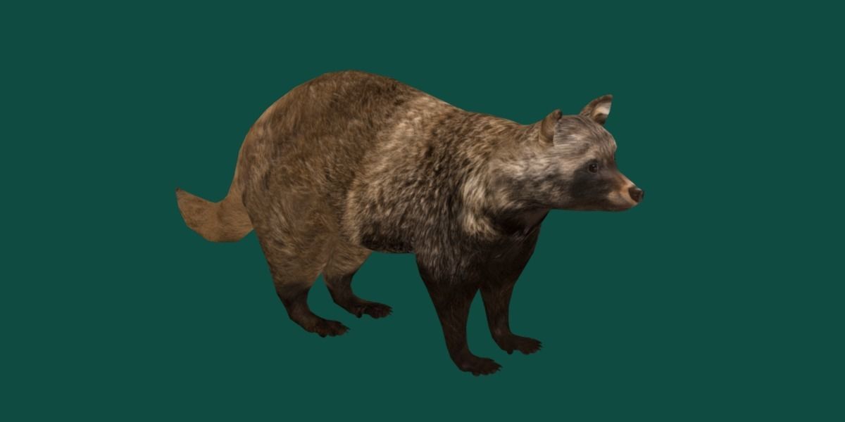 Common Raccoon Dog Animal Low-poly 3D model_22