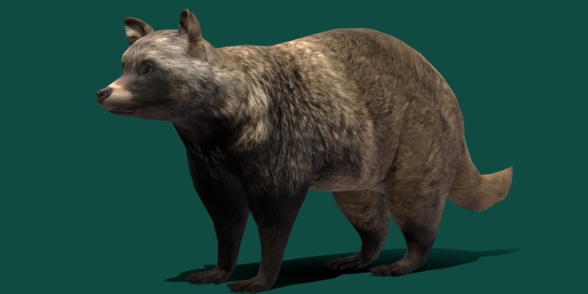 Common Raccoon Dog Animal Low-poly 3D model_11