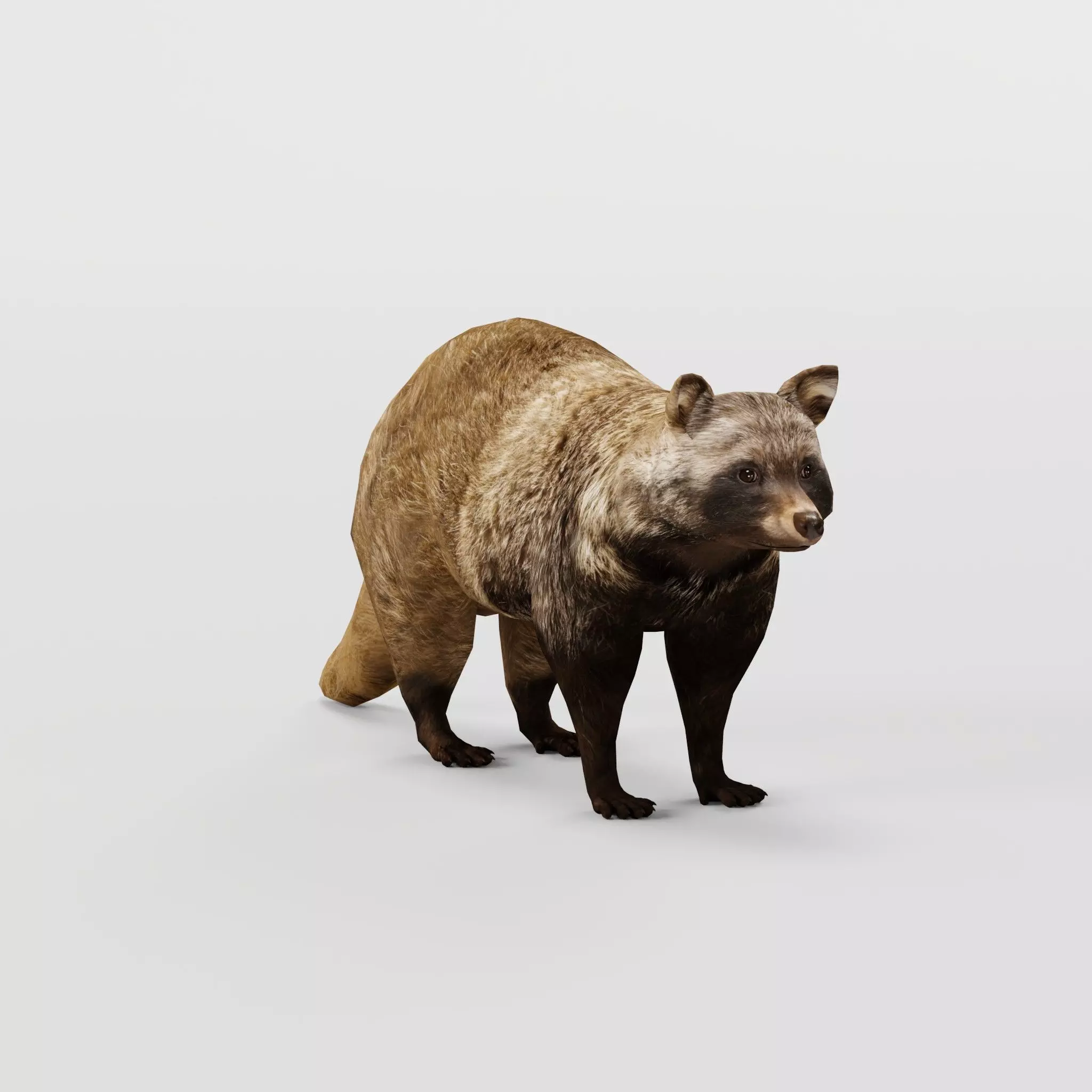 Common Raccoon Dog Animal Low-poly 3D model_0