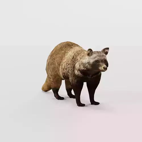 Common Raccoon Dog Animal Low-poly 3D model