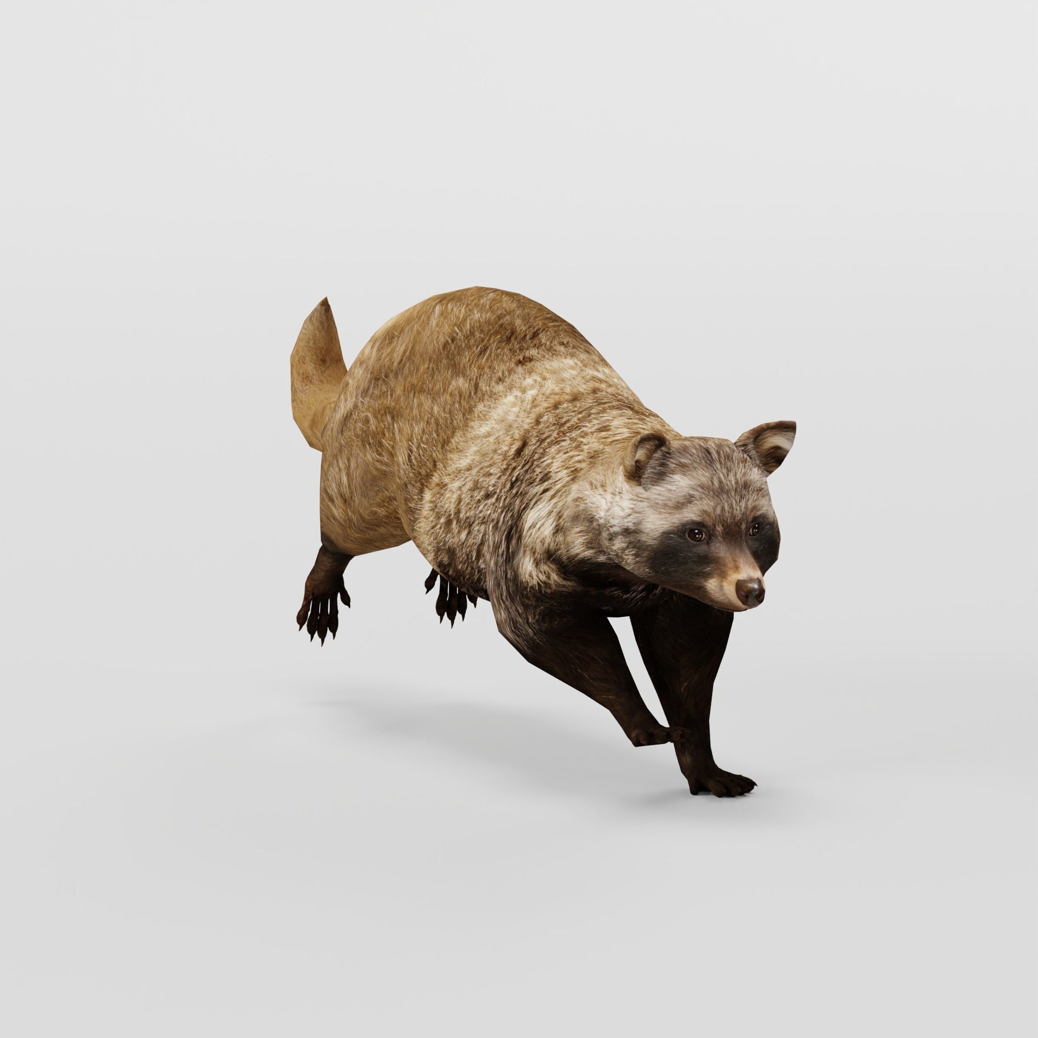 Common Raccoon Dog Animal Low-poly 3D model_3