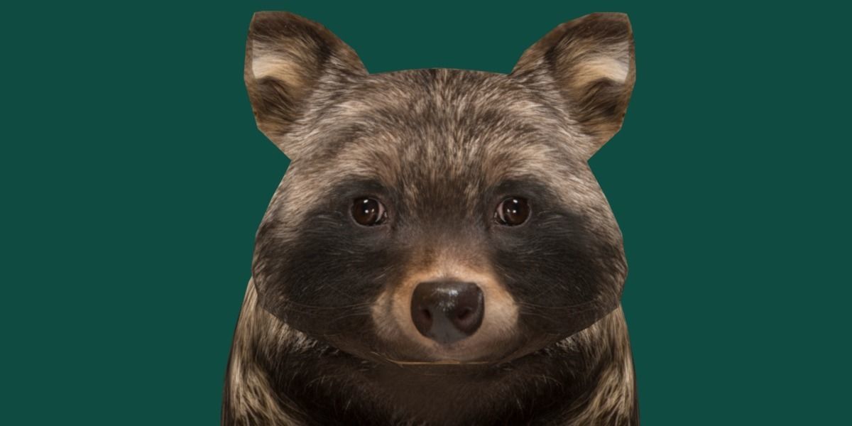Common Raccoon Dog Animal Low-poly 3D model_17